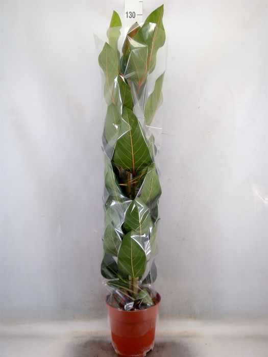 <h4>Ficus benghalensis 'Joy'</h4>