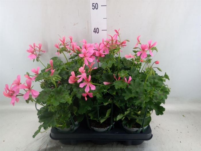 <h4>Geranium   ...</h4>