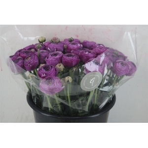 Ran Cloni Sup Nonno Antonio Parmela