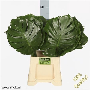 MONSTERA BLAD 55CM