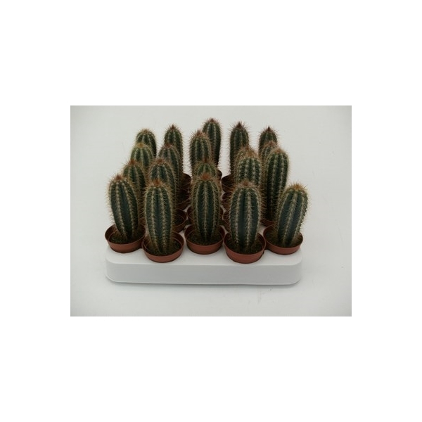 <h4>Cactus odiensis</h4>