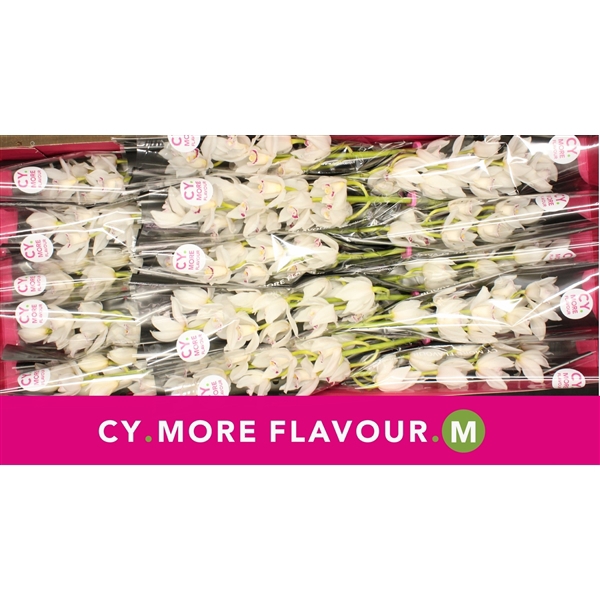 <h4>Mini cymbidium 'Lucky Sue' 50 cm</h4>