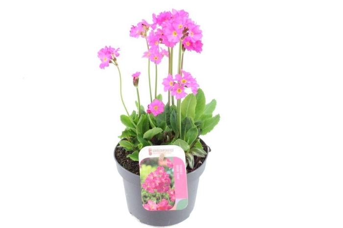 <h4>Primula rosea Gigas</h4>