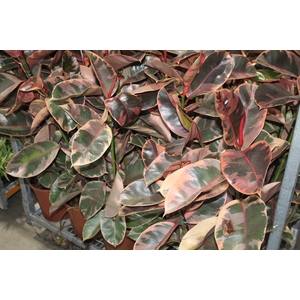 FICUS ELASTICA RUBY P24