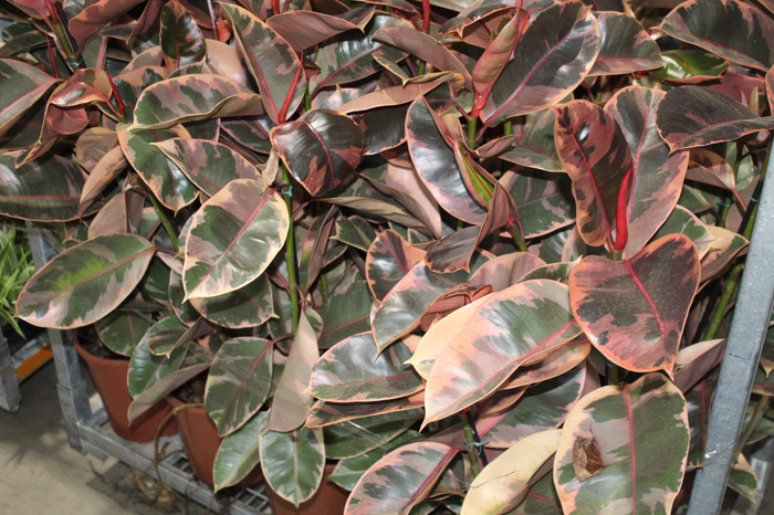<h4>FICUS ELASTICA RUBY P24</h4>