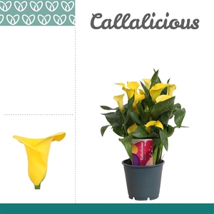 Zantedeschia Geel