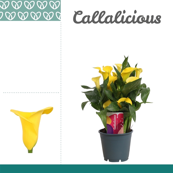 <h4>Zantedeschia Geel</h4>
