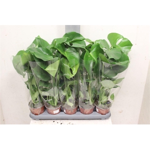 Monstera deliciosa