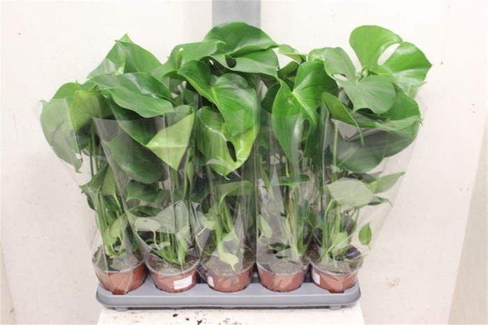 <h4>Monstera deliciosa</h4>