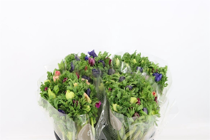 Anem Co Jerusal Mixed