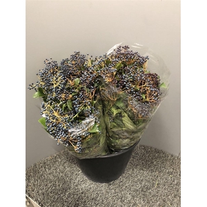 Viburnum Tinus Bes 400gr