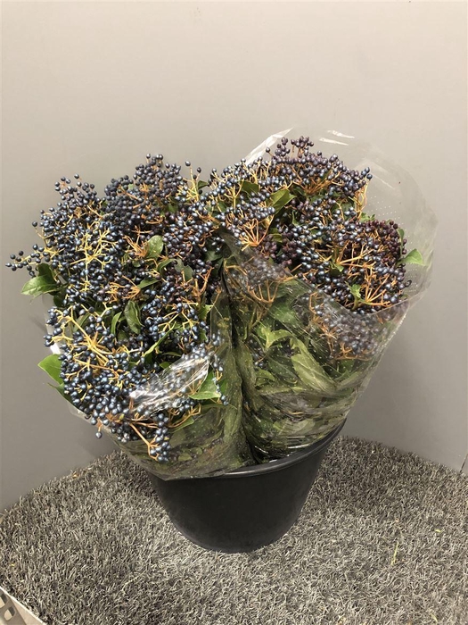 <h4>Viburnum Tinus Bes 400gr</h4>