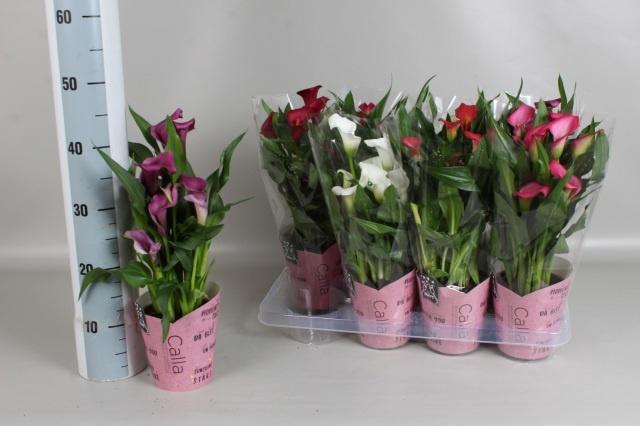 <h4>ZANT GEM 6 KL</h4>