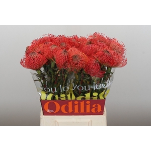 Nutans Ayoba Pink Guava