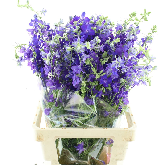 <h4>Delphinium Aj Blue</h4>