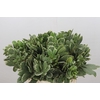 Pittosporum Ilan