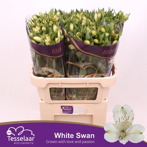 Alstroemeria White Swan