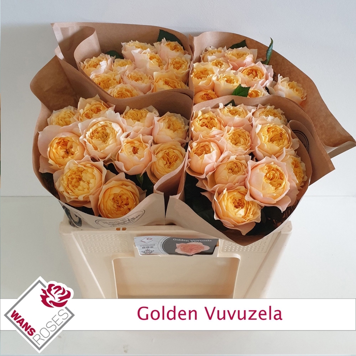 <h4>R Gr Golden Vuvuzela Wans</h4>