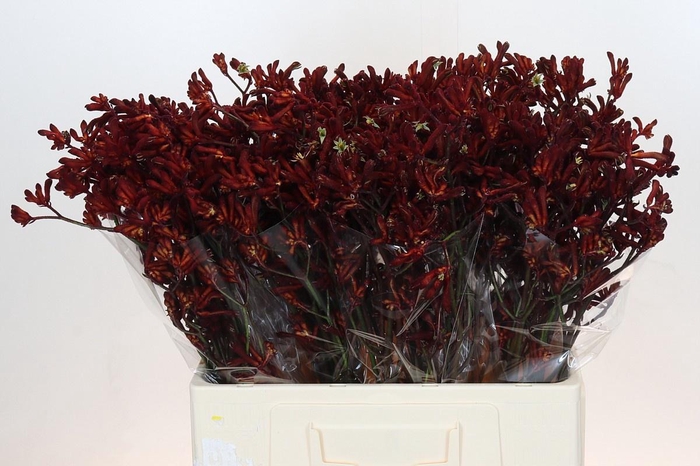 <h4>ANIGOZ BUSH RUBY</h4>