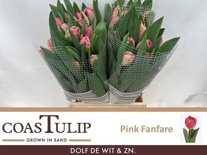 <h4>TU DU PINK FANFARE</h4>