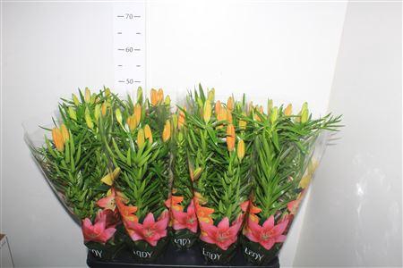 <h4>Lil As Tiny Invader 4pp</h4>