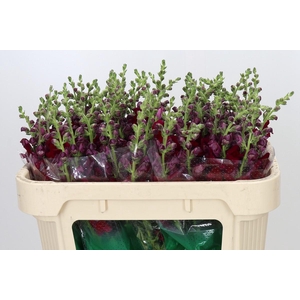 Antirrhinum Maryland Red