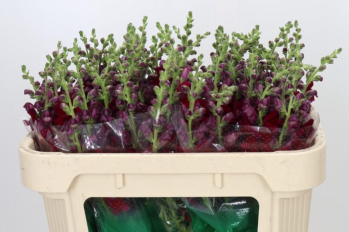<h4>Antirrhinum Maryland Red</h4>