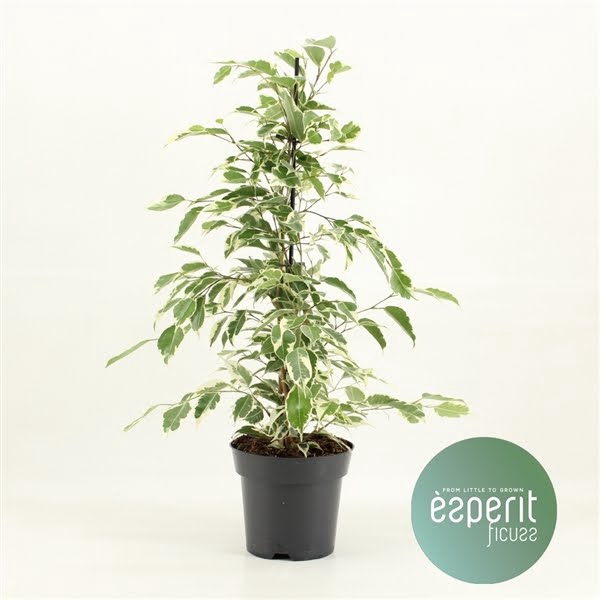 <h4>Ficus benjamina Twilight®</h4>