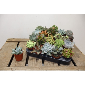 Succ Mini Mix