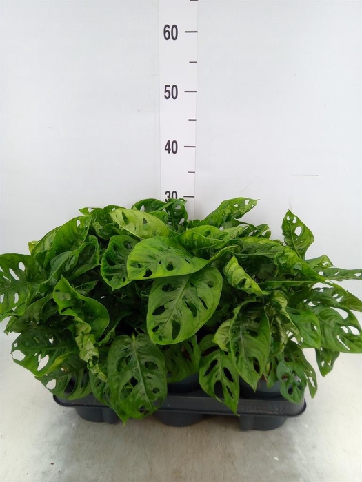 <h4>Monstera obliqua 'Monkey Mask'</h4>