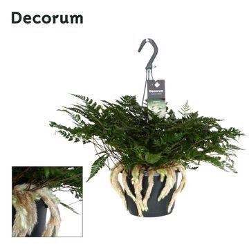 <h4>Davallia teyermannii</h4>