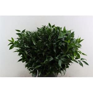 Ruscus aculeatus per bos