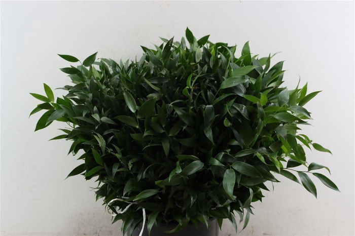 <h4>Ruscus aculeatus per bos</h4>