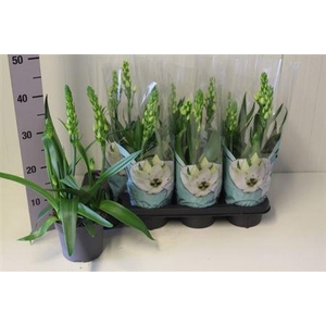 Ornithogalum Thyrsoi