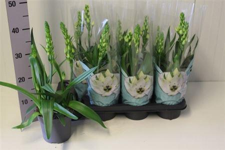 <h4>Ornithogalum Thyrsoi</h4>