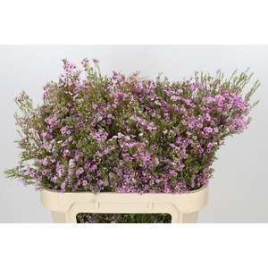 Chamelaucium Kerryn