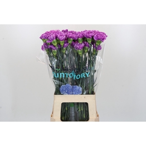 Dianthus St Florigene Moonlite