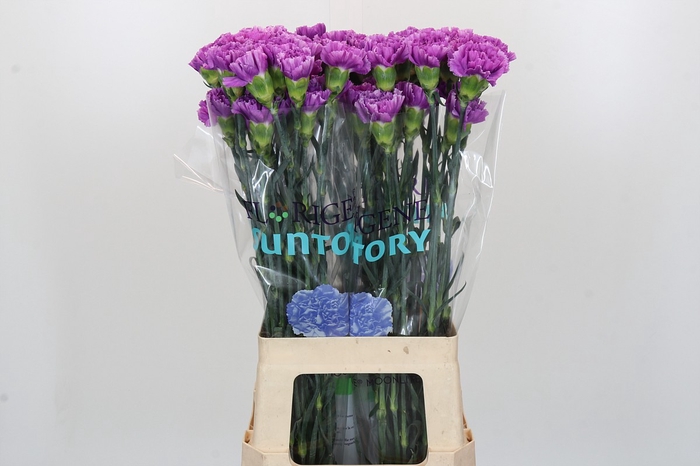 <h4>Dianthus St Florigene Moonlite</h4>
