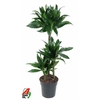 Dracaena fra Compacta Grp 'Green Jewel'