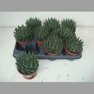 ALOE ARISTATA
