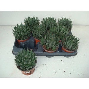 ALOE ARISTATA