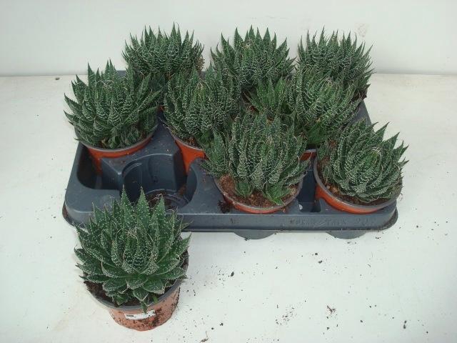 <h4>ALOE ARISTATA</h4>