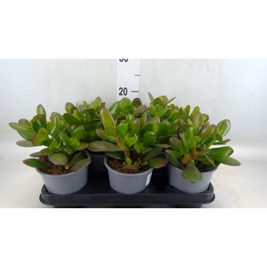 Crassula ovata