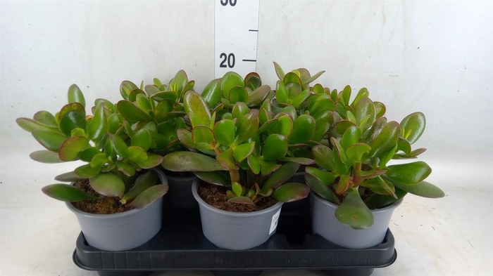 Crassula ovata