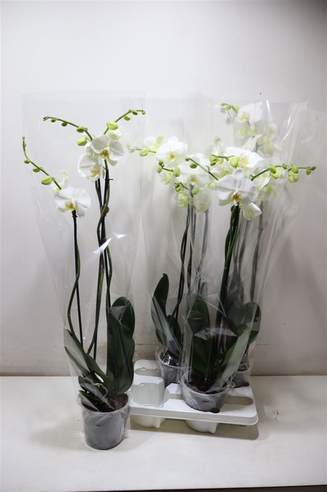 <h4>Phal Ov Wit</h4>