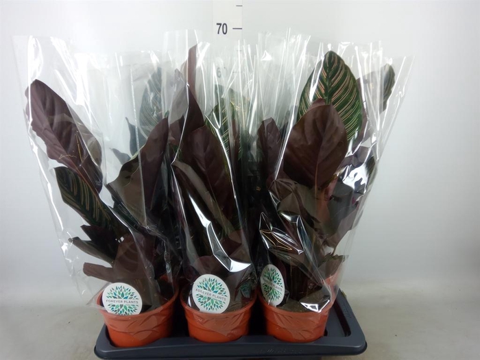<h4>Calathea   ...</h4>