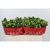 Hypericum Lucky Romance