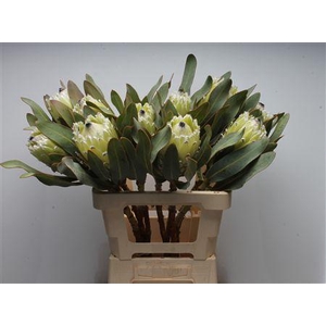 Protea Barb Polar Princes
