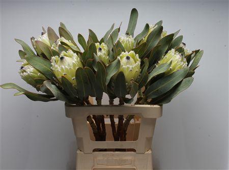 <h4>Protea Barb Polar Princes</h4>
