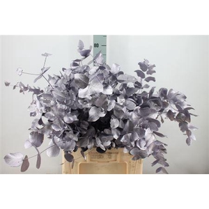 Euca Cinerea Klb. Mett Lavendel X5 300 Gram